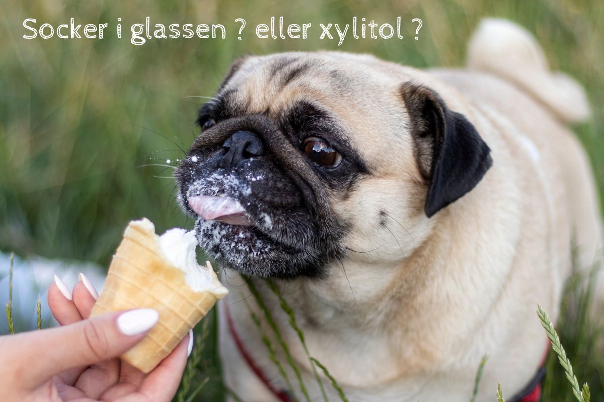 Bosse eats sugar-free ice cream